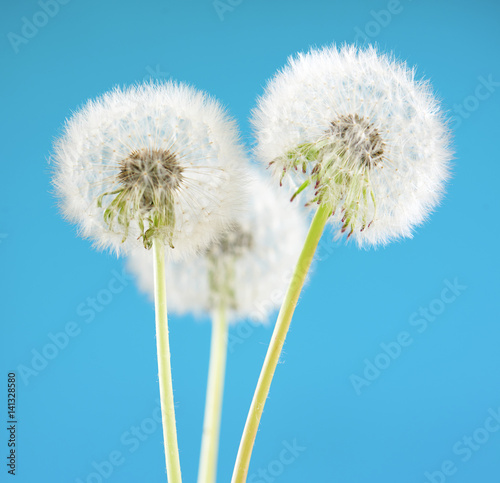 Dandelion flower on sky background. Object isolated on blue. Spring concept.