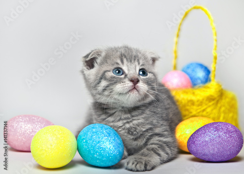 Résultat de recherche d'images pour "cat with easter egg"