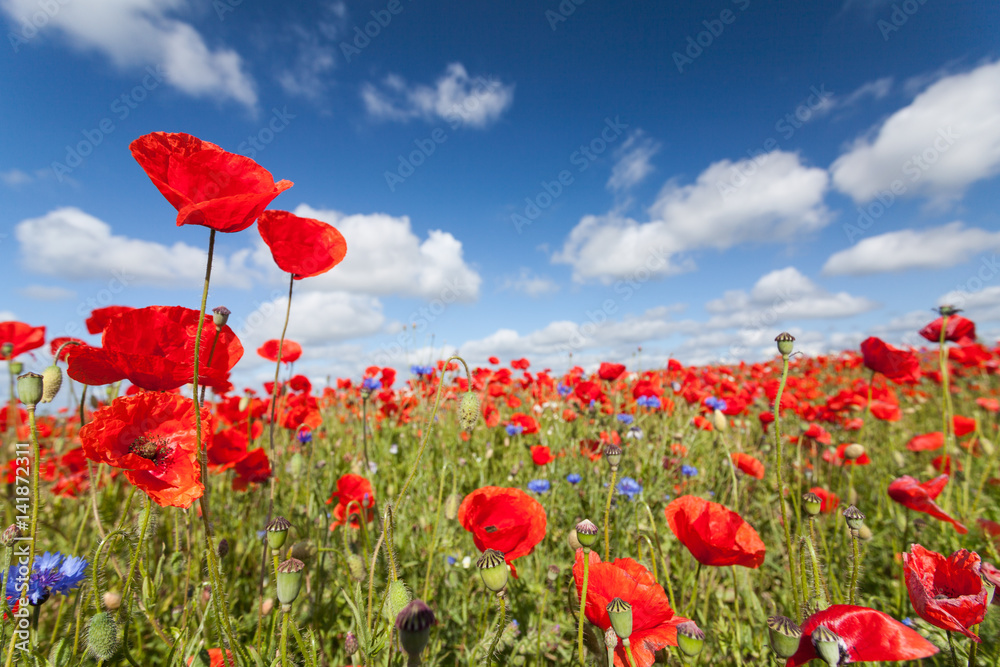 field of poppy
