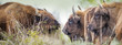 Bison bonasus - European bison - Milovice, Czech republic Bison bonasus - European bison - Milovice, Czech republic