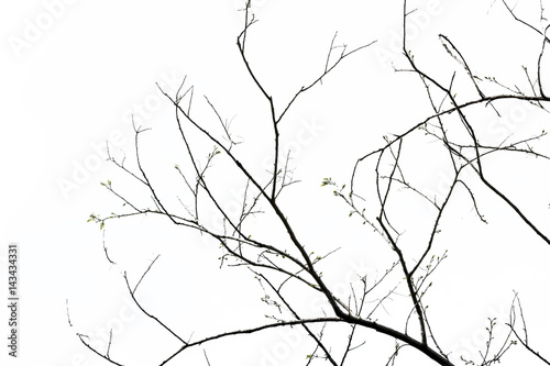 tree branch silhouette photography , isolated on white background