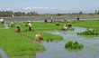 Rice field preparation. Farm workers prepare the rice seedlings for planting in rice fields in Banaybanay, Davao Oriental Philippines Rice field preparation. Farm workers prepare the rice seedlings for planting in rice fields in Banaybanay, Davao Oriental Philippines