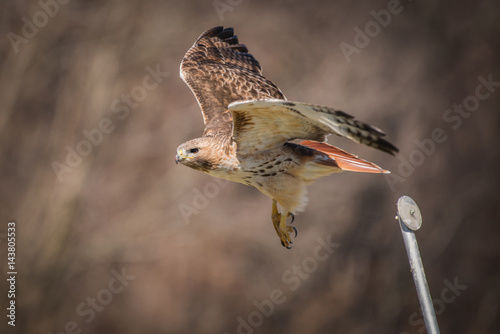 Red Tailed Hawk
