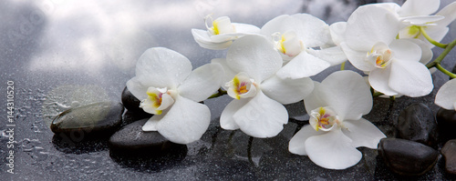 White orchid and black stones close up. © Swetlana Wall