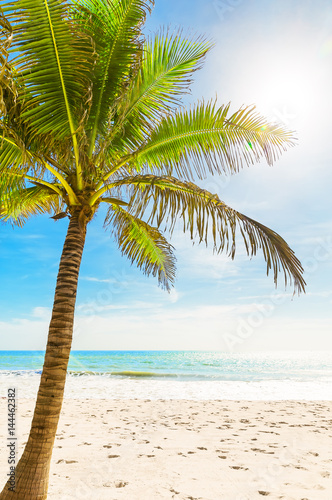  Beautiful tropical white beach and coconut palm trees.