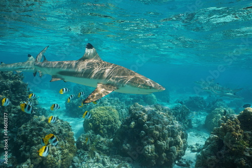 Plakat Ocean rekin rafowy Blacktip z tropikalnymi rybami i koralowcami w lagunie na południowej wyspie Pacyfiku w Polinezji Francuskiej