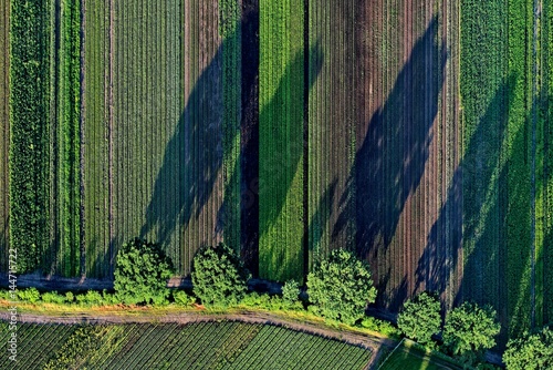 Plakat Widok z lotu ptaka wczesnych jesieni pola pepiniera z długimi cieniami