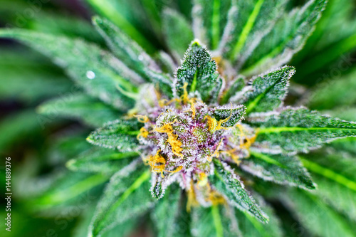 Plakat Makro- fotografia untrimmed medyczny marihuana kwiat pokazuje trichomes i pomarańczowi hairs i liście.