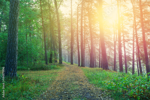 Fototapeta Beautiful sunrise in forest. Country road in beautifull foggy forest.