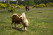 Shetland Pony New forest national park hampshire uk Shetland Pony New forest national park hampshire uk