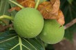 Bread fruit Bread fruit is one of the staple foods in a lot Micronesian islands. Bread fruit Bread fruit is one of the staple foods in a lot Micronesian islands.