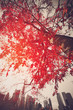 . black and white photo with the color red. . black and white photo with the color red.