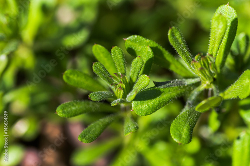 Plakat Galaum aparine cleaver, clivers, goosegrass, catchweed, stickyweed, robin-run-the-hedge, lepki willy, lepka wierzba, stickyjack, stickeljack, i chwyt trawa