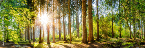 Zdjęcie XXL Las na wiosnę, panorama sielankowy krajobraz z drzewami i słońcem