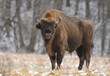 European bison (Bison bonasus) European bison (Bison bonasus)