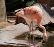 Flamingo drinking water A flamingo with neck bent as it drinks water from the pond Flamingo drinking water A flamingo with neck bent as it drinks water from the pond