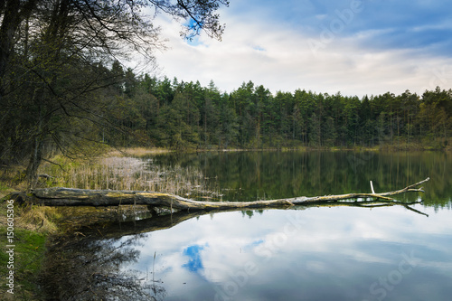 Plakat Sosna cięta przez bobra leży w wodzie. Wiosna krajobraz. Mazury, Polska.