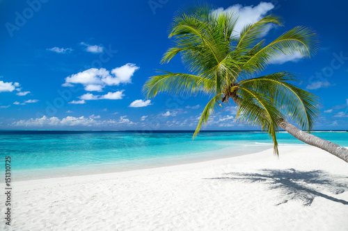 Fototapeta coco palm on tropical paradise island dream beach