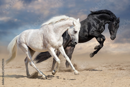 Obraz Fotograficzny Black and white horses run in desert dust