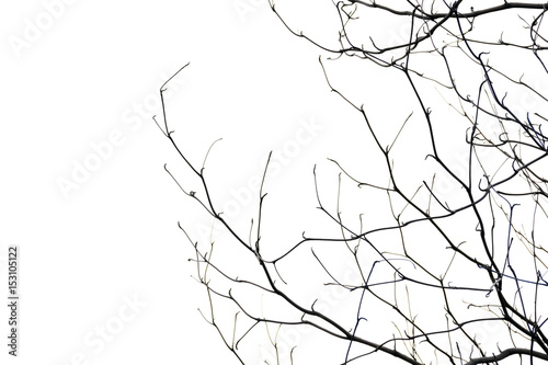 Fototapeta tree branch silhouette photography , white background