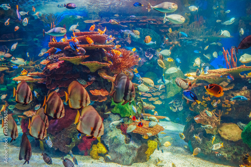 Fotoobraz na płótnie Shoal group of many red yellow tropical fishes in blue water with coral reef, colorful underwater world, copyspace for text, background wallpaper