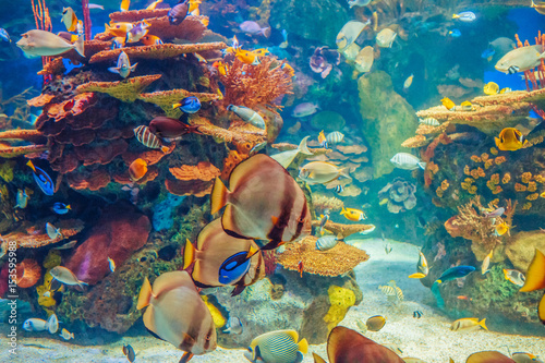 Fotoobraz na płótnie Shoal group of many red yellow tropical fishes in blue water with coral reef, colorful underwater world, copyspace for text, background wallpaper