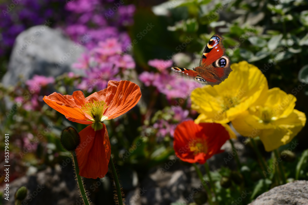 Schmetterling 333