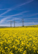 High-voltage columns in rape field High-voltage columns in rape field