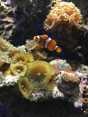 Błazenek na tle rafy koralowej