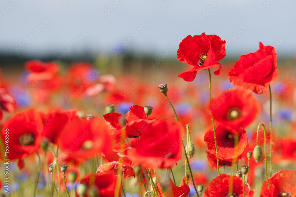 field of poppy
