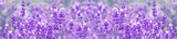 field lavender flowers