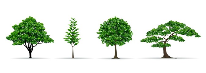 tree set realistic vector illustration