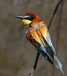 European bee-eater, Merops apiaster European bee-eater, Merops apiaster