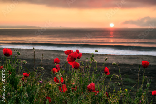 Plakat Seascape with makpies Wspaniały wschód słońca widok z pięknymi makami na plaży w pobliżu Burgas, Bułgaria