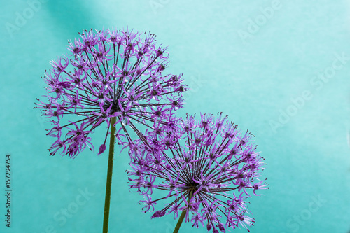 Fototapeta alium flowers looks like dandelion flowers with water drops over cyan background