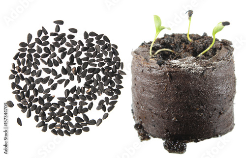 Fotoobraz na płótnie Nasiona i sadzonka Nigella sativa (kminek) na białym tle