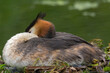 Great crested grebe (Podiceps cristatus) on nest. Elegant waterbird in the family Podicipedidae nesting on lake at Cardiff Bay, Wales, UK Great crested grebe (Podiceps cristatus) on nest. Elegant waterbird in the family Podicipedidae nesting on lake at Cardiff Bay, Wales, UK