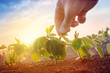 Farmer working in soybean field in morning Farmer working in soybean field in morning