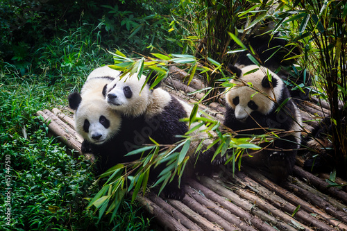 Fotoobraz na płótnie Pandy cieszą się swoim bambusowym śniadaniem w bazie badawczej Chengdu w Chinach