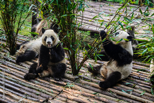 Fotoobraz na płótnie Pandy cieszą się swoim bambusowym śniadaniem w bazie badawczej Chengdu w Chinach