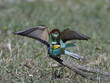 European bee-eater (Merops apiaster) European bee-eater (Merops apiaster)
