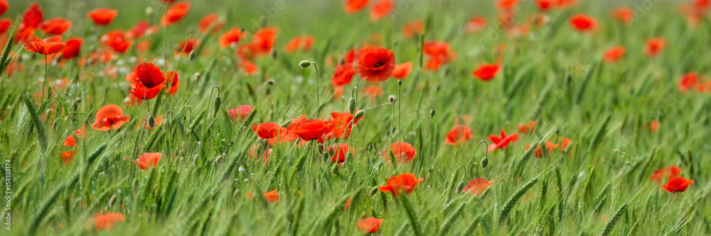 Sommerliches Mohnblumenfeld - Banner / Hintergrund
