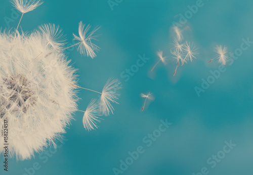 Fotoobraz na płótnie Biała dandelion głowa z latanie ziarnami na błękitnym tle, retro stonowany