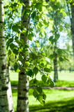 Young birch branches in the sunlight . Spring green background. Juicy greens