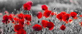 red poppies, black and white