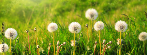  Dandelions isolated on green background.