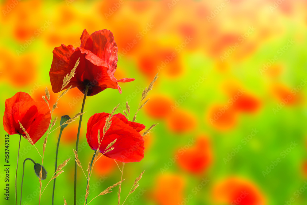 mohnblumen, mohnblüten, mohnblumenfeld, mohnblumenwiese, sommerwiese