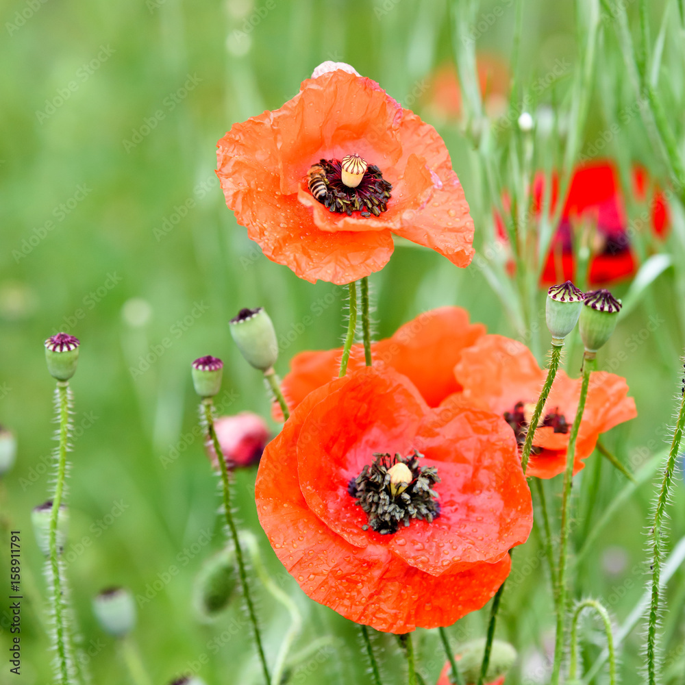 Mohnblumen