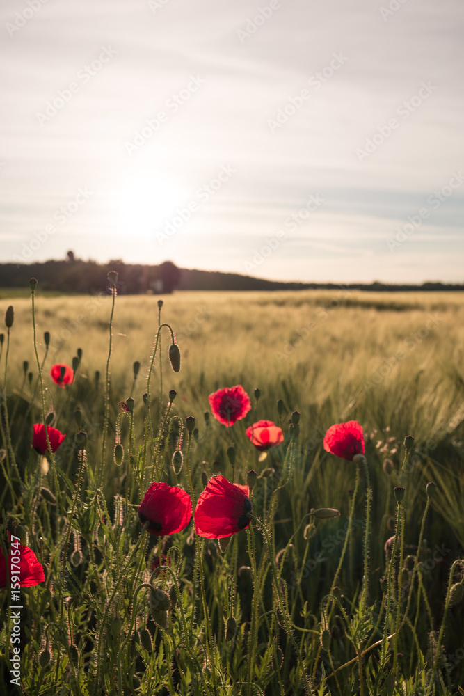 Mohnblume und Weizenfeld No2