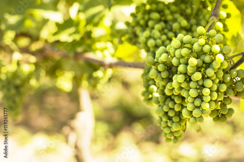 Vineyards./Vineyards 